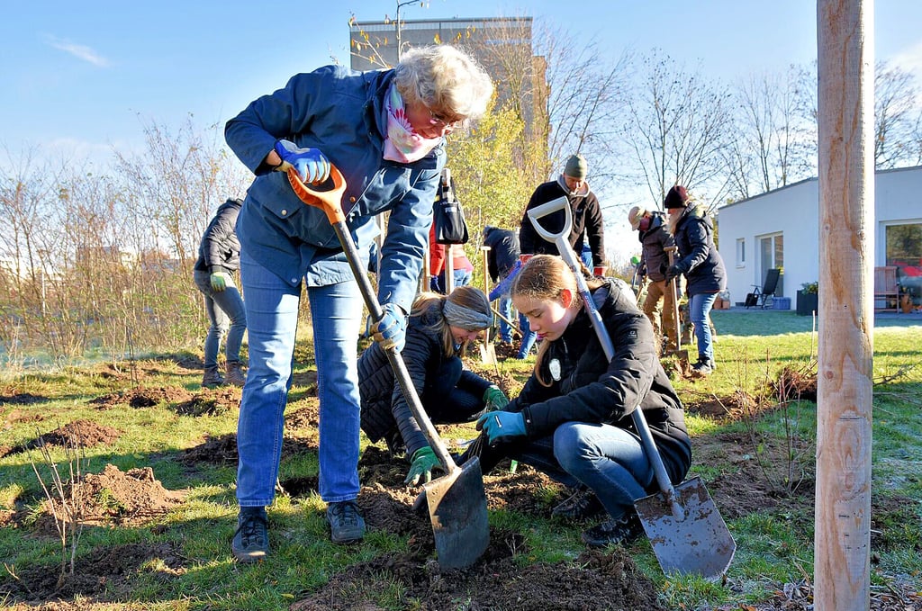 Bei einer Pflanzaktion im November 2022 waren mit Schülern aus dem Ökumenischen Domgymnasium 270 Bäume und Sträucher in Magdeburg-Olvenstedt gesetzt worden.