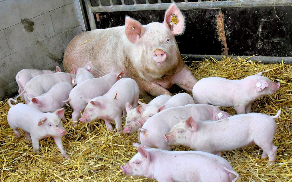 Schweinehalter in Sachsen-Anhalt klagen über schlechte Rahmenbedingungen. Heidrun Spengler-Knappe, Vizepräsidentin des Bauernverbandes, fürchtet, dass eine große Zahl der Betriebe in den kommenden Jahren aufgeben wird.