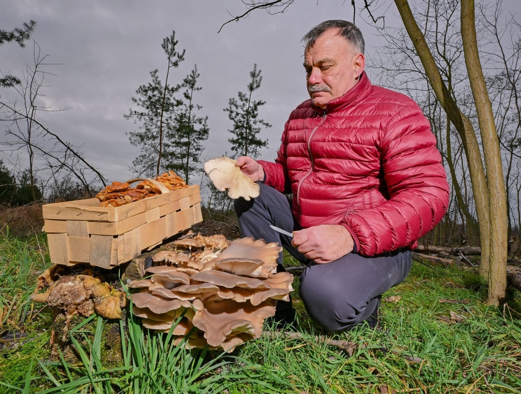 Pilzberater Lutz Helbi zeigt in einem Wald in der Lausitz eine kleine Auswahl von Winterpilzen.