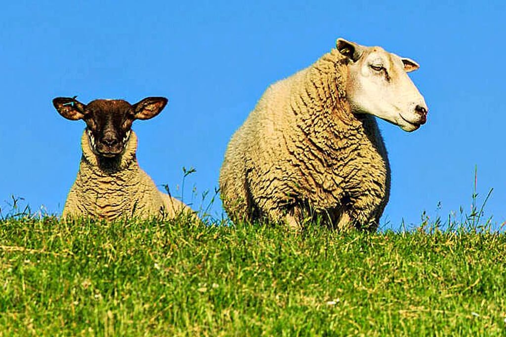 Insgesamt 8.142 Schafe wurden im Burgenlandkreis gezählt.