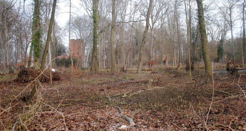 Gegenüber dem Anglergelände wird die Sichtachse zum Bergfried wiederhergestellt.