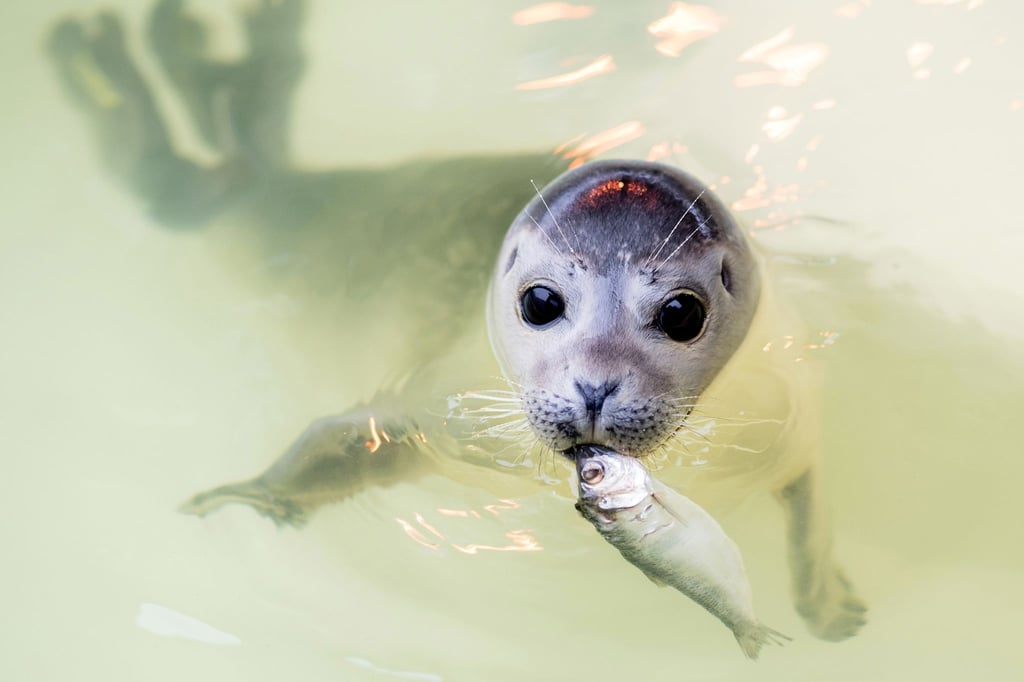 Mit Fisch im Maul schwimmt der junge Seehund „Ouzo“ durch ein Becken der Seehundstation Norddeich.
