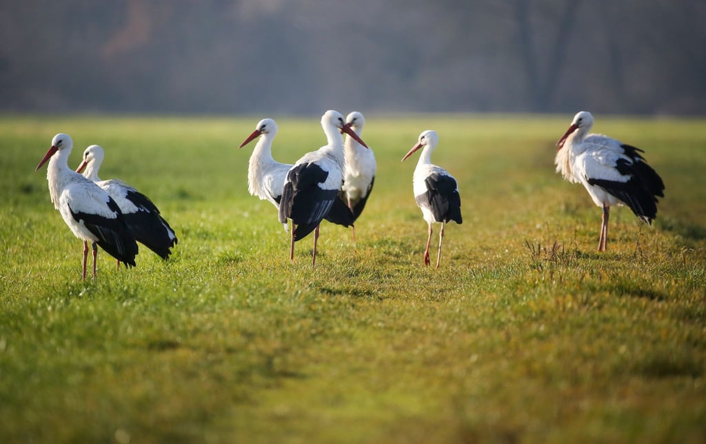 Störche stehen auf einer Wiese.