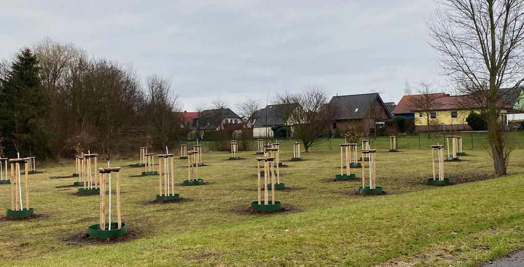 Im Magdeburger Stadtteil Alt-Olvenstedt wurden Ende 2022 neue Bäume gepflanzt. 