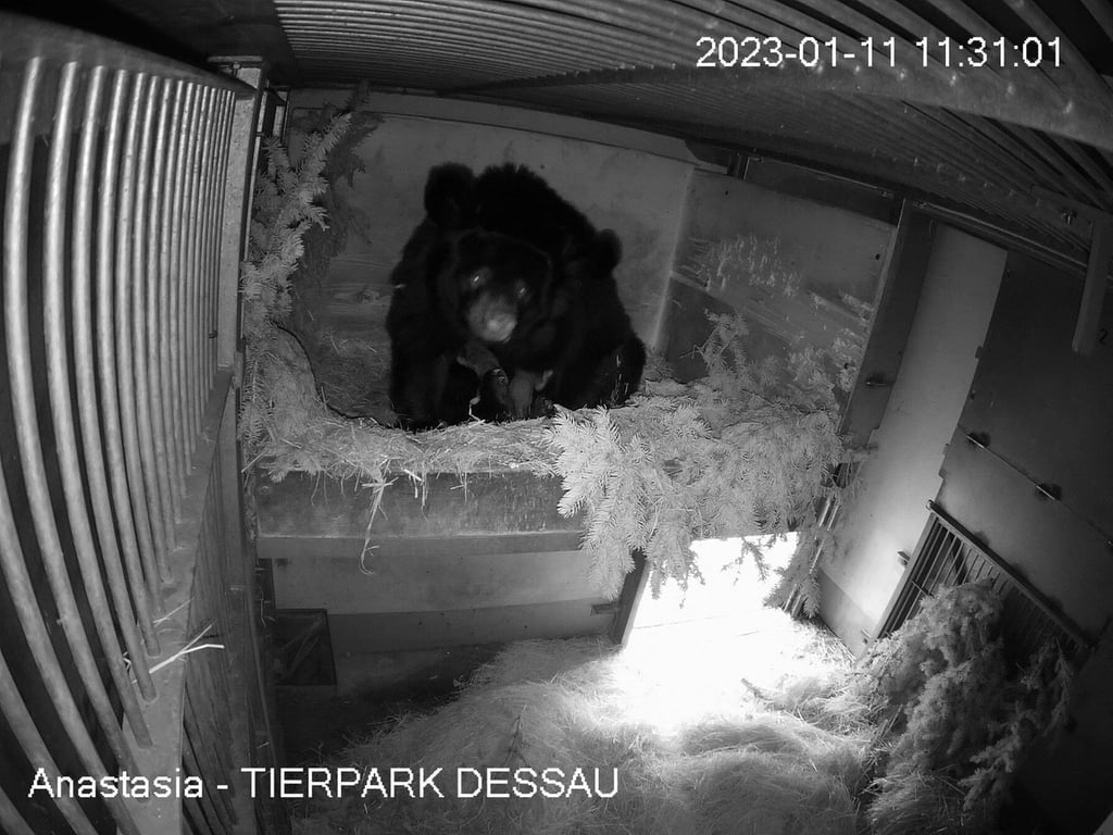 Bild per Wabcam: Bärenmama Anastasia mit ihrem Nachwuchs.