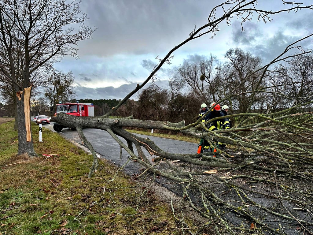 Auch nahe Kämeritz mussten die Einsatzkräfte einen recht massiven Baum von der Straße entfernen.