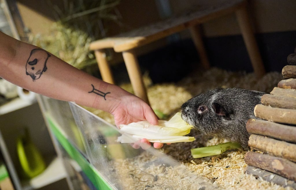 Melanie Dufosse füttert das Meerschweinchen „Danny Zuko“.