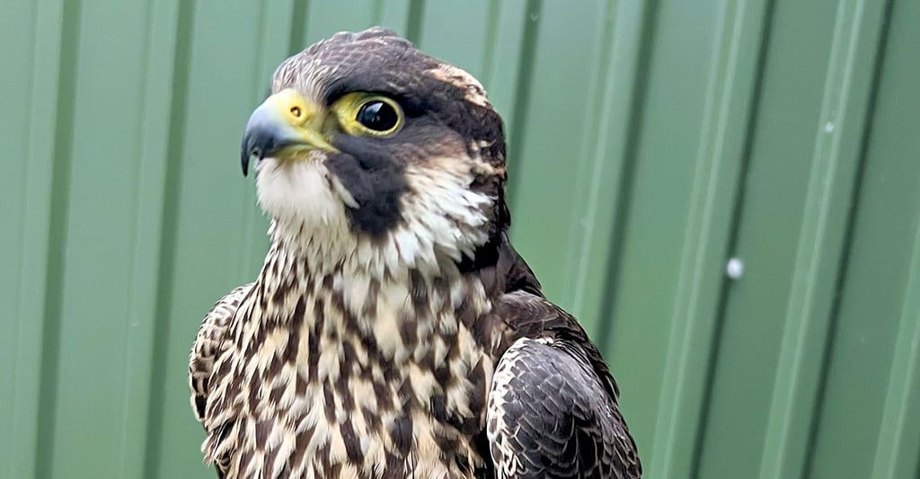 Dieser Falke wurde am Silvesternachmittag von Spaziergängern in Wasserleben gefunden. Das umsichtige Handeln der Familie könnte dem Vogel das Leben gerettet haben.  