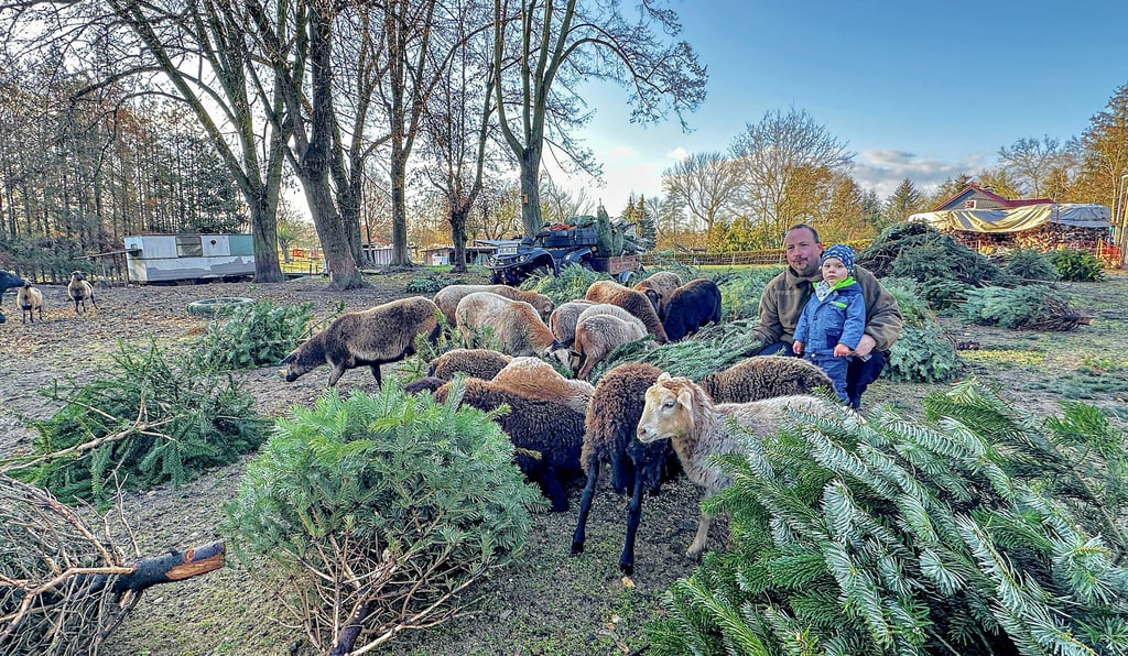 Im Schaf- und Ziegengehege von Robby Leuker futtern die Tiere gerne Nadeln und Rinde von Tannenbäumen. Sohn Theo füttert sie mit Getreide.