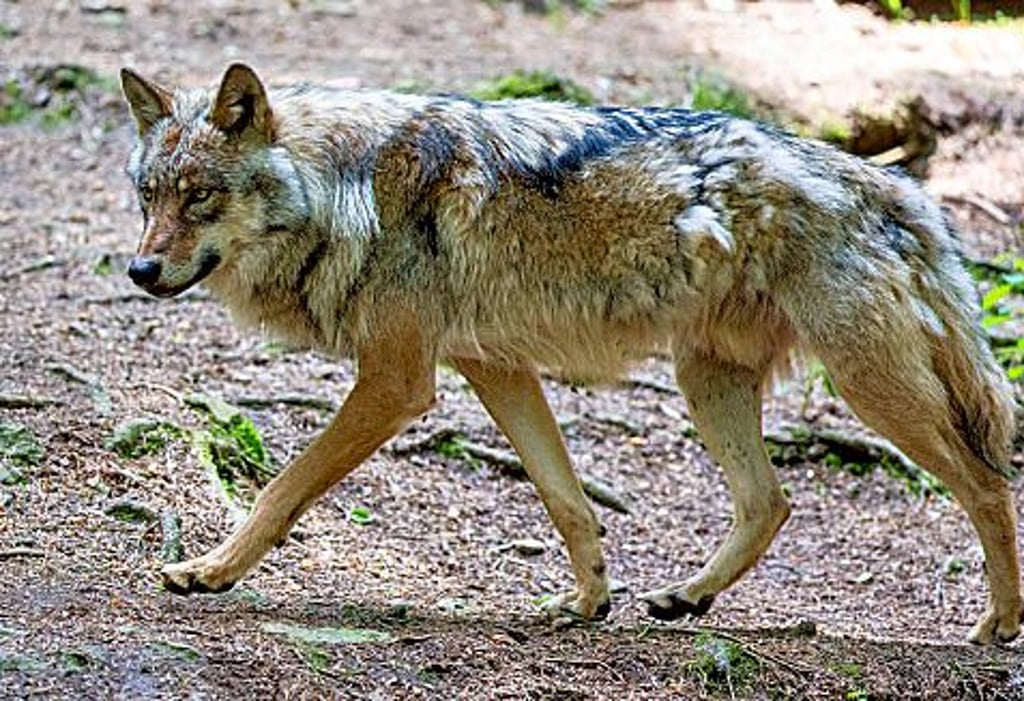 In Calbe ist ein ein Wolf gesichtet worden. Ein Videoclip , der in den sozialen Medien vielfach geklickt wird, zeigt den Wolf, wie er die Barbyer Straße entlang läuft.