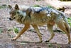 In Calbe ist ein ein Wolf gesichtet worden. Ein Videoclip , der in den sozialen Medien vielfach geklickt wird, zeigt den Wolf, wie er die Barbyer Straße entlang läuft.
