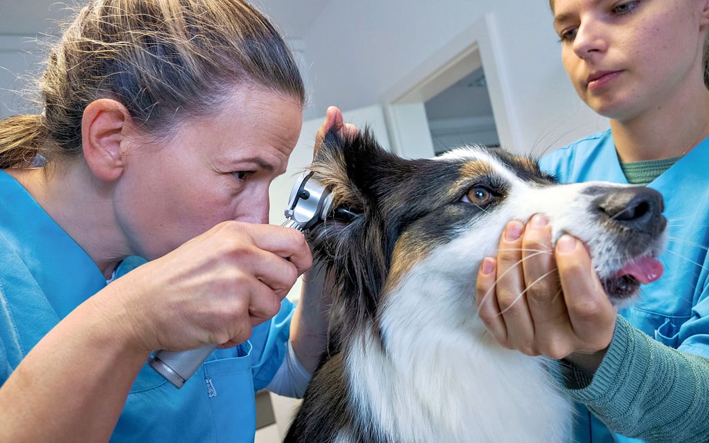 Tierärztin Dr. Susan Mouchantat (l.) und die tiermedizinische Fachangestellte Aileen Ertel bei der Untersuchung eines Hundes.