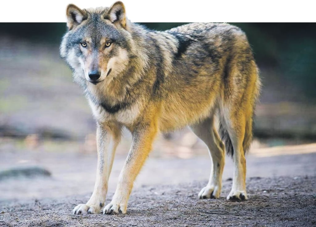 Er hílft, den Wildbestand zu reduzieren und schützt damit den Wald. Doch mit der Verbreitung des Wolfes steigt auch die Wahrscheinlichkeit von Begegnungen mit Menschen – beispielsweise beim Radfahren.