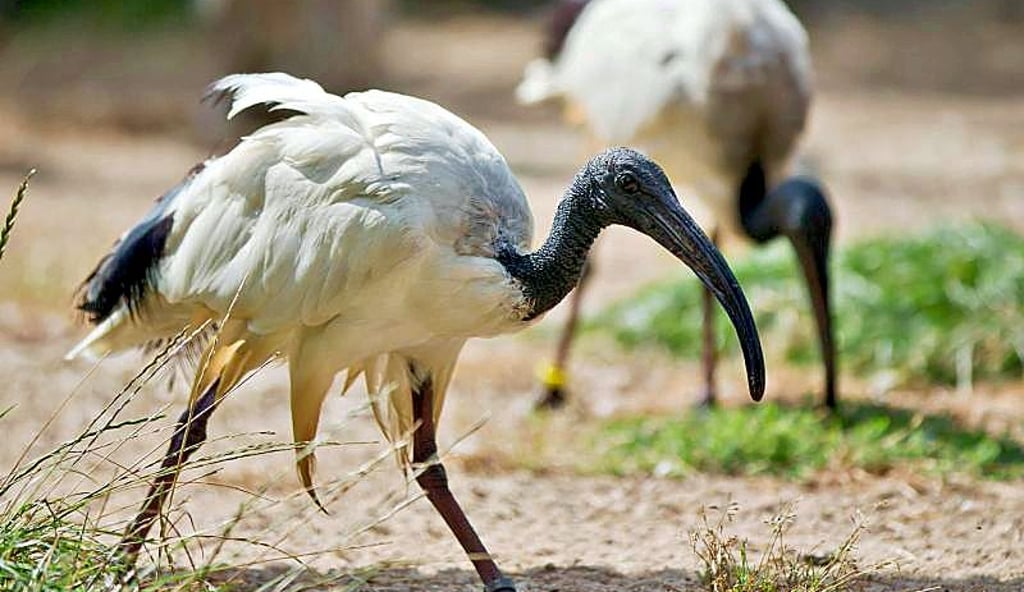 Heiliger Ibis stammt aus Afrika und ist neu auf der Unionsliste.