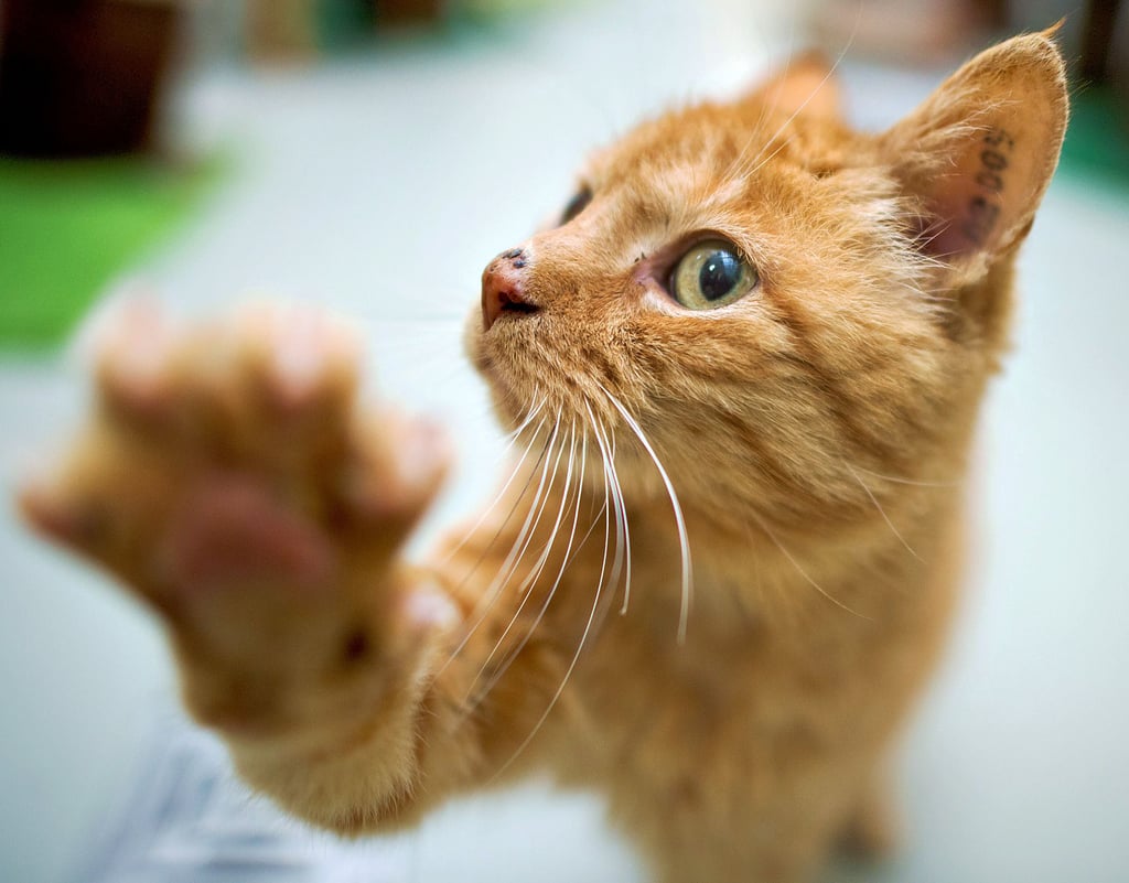 In der Region verschwinden in jüngster Zeit vermehrt rote Katzen. Geht ein Katzenfänger um?