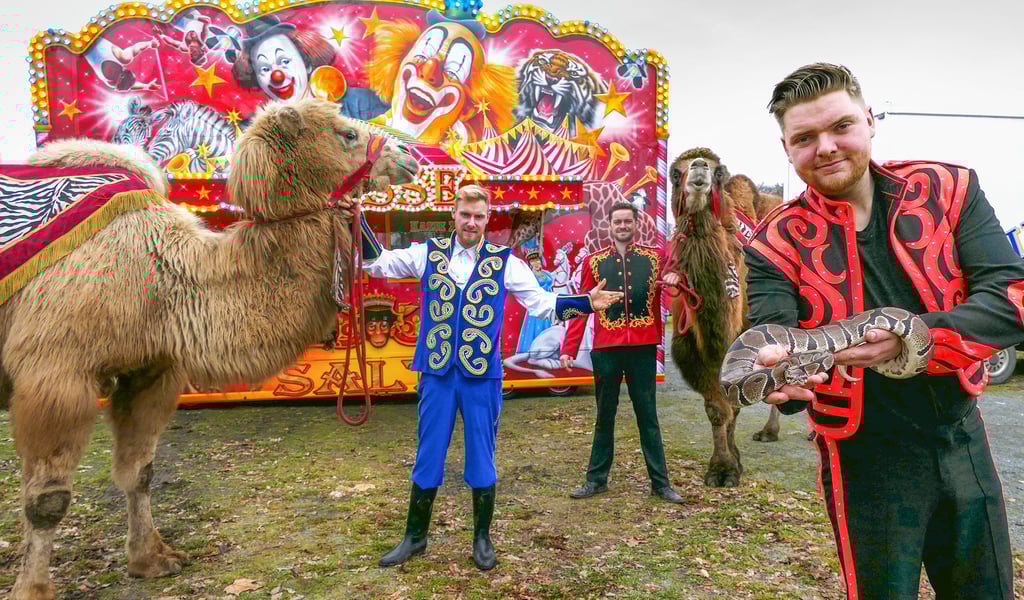 Die Stars des „Circus Salto“: die Kamele Kemal (links), gehalten von Tyrone Renz, und Rasha (hinten), daneben steht Gordon Köllner, sowie die von Renaldo Köllner präsentierte Python Anna. Die Zirkusartisten geben bis Sonntag täglich eine Vorstellung im beheizten Zelt auf dem Schulfestplatz in Jessen.