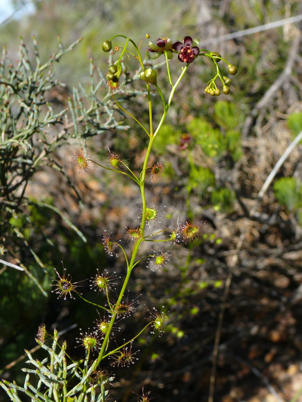 Die neue entdeckte Art Drosera atrata (Schwarzer Sonnentau). Ein deutsch-australisches Wissenschaftsteam hat neue fleischfressende Pflanzen entdeckt - mit Hilfe des Internets.