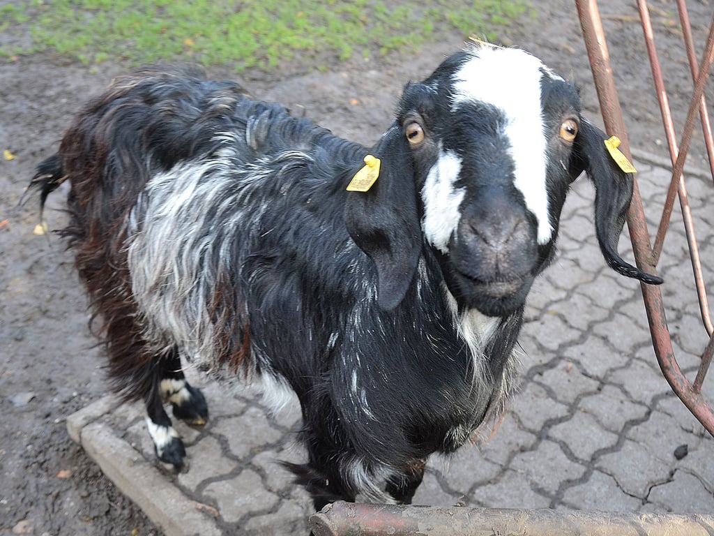 Im Tiergarten in Staßfurt gibt es über 70 verschiedene Tierarten, die oft sehr exotisch sind. Die Owambo-Ziege zum Beispiel stammt aus Westafrika und ist nördlich des Namibs beheimatet.