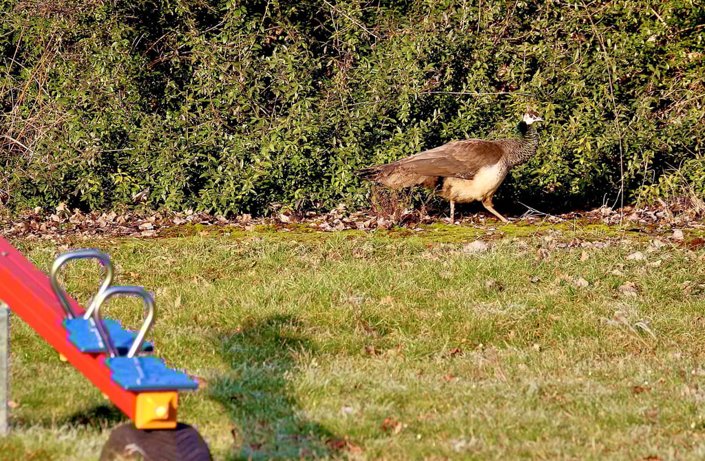 Dem Spielplatz in Weddegast stattet die Pfauenhenne recht häufig einen Besuch ab.