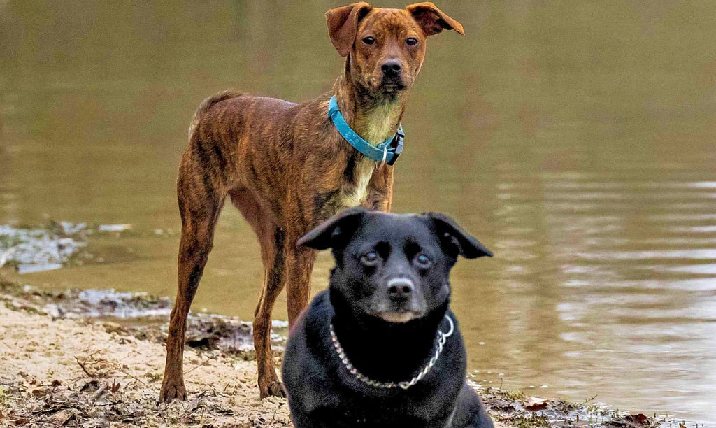 Hunde ohne Leine führt bei anderen Spaziergängern und Radfahrern zu Ängsten. Arendseer haben zunehmend Angst.