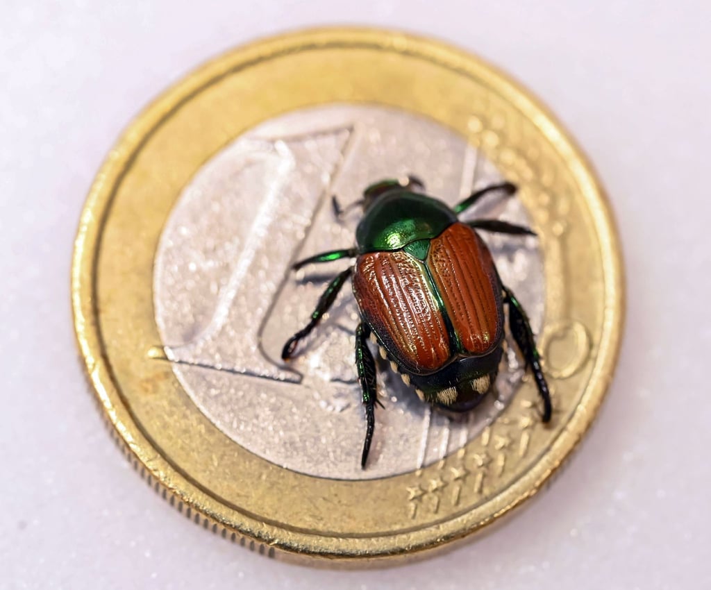 Ein präparierter Japankäfer (Popillia japonica) auf einer Ein-Euro Münze gezeigt.