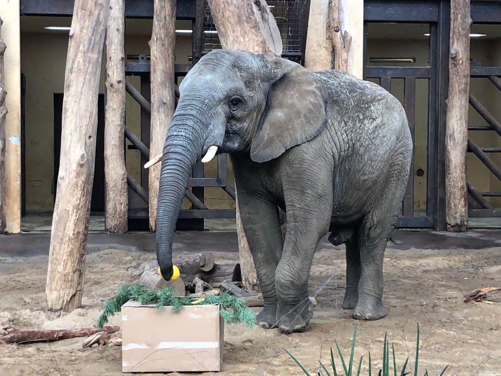 Elefant Uli feiert im Zoo Magdeburg seinen 12. Geburtstag.
