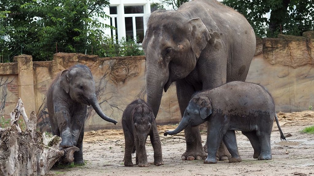 Rüsseltiere im Leipziger Zoo: Das zehn Tage alte Elefantenmädchen entwickelt sich zufriedenstellend.