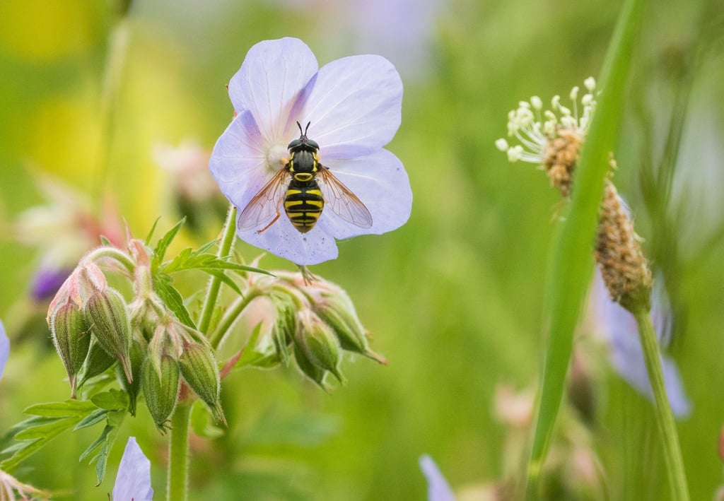 Eine Schwebfliege hat sich auf einer Blume niedergelassen.
