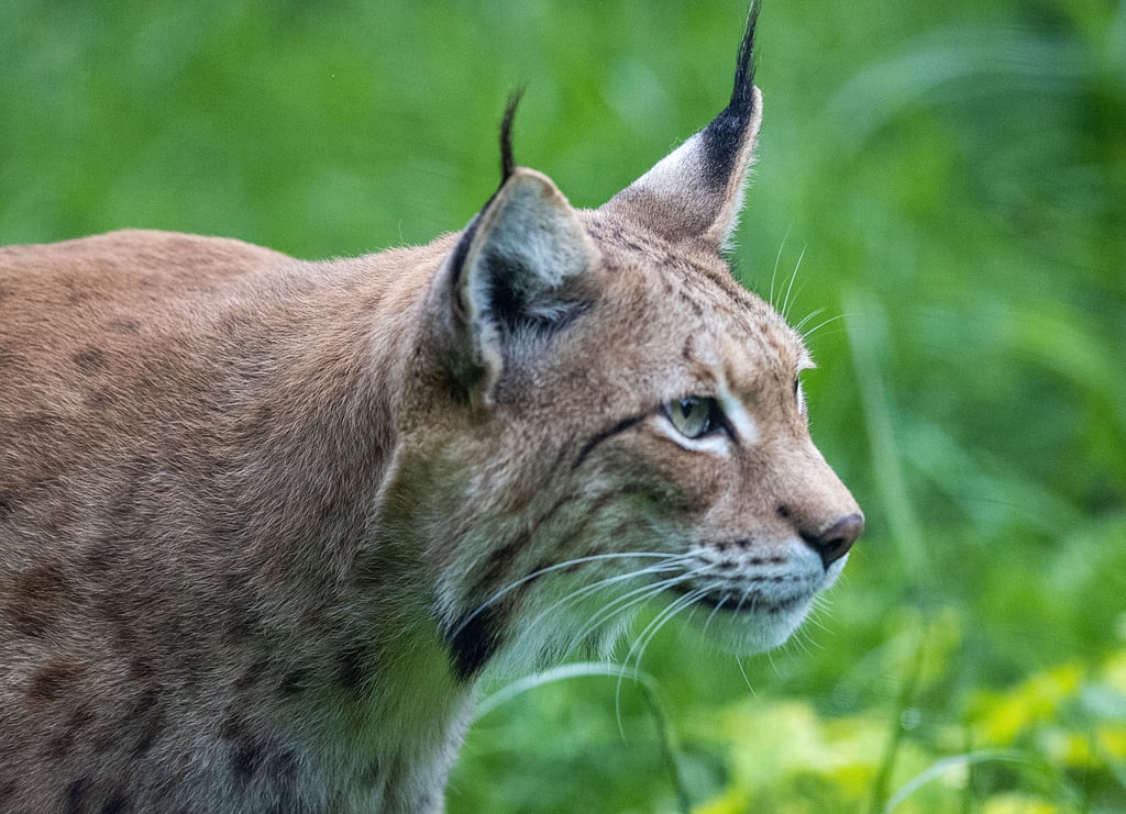 Symbolfoto - In Deutschland leben wieder mehr Luchse, weil sie hier ausgewildert wurden.