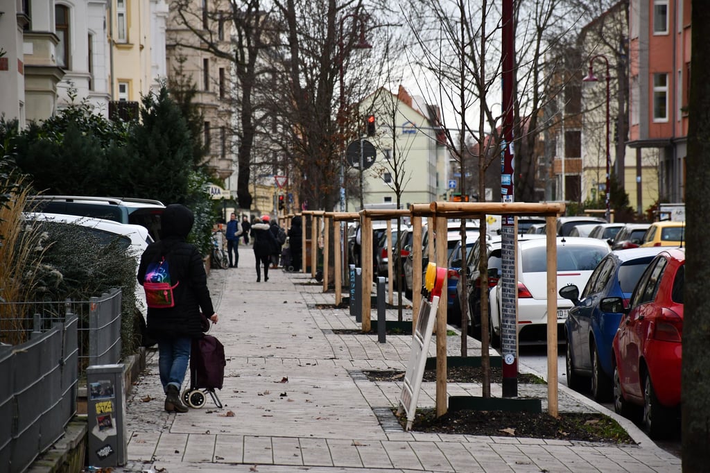 In der Friesenstraße in Magdeburg-Stadtfeld wurden bereits neue Bäume gepflanzt.