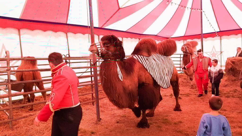 Saisonstart im Wittenberger Volkspark Circus Paul Busch gastiert in