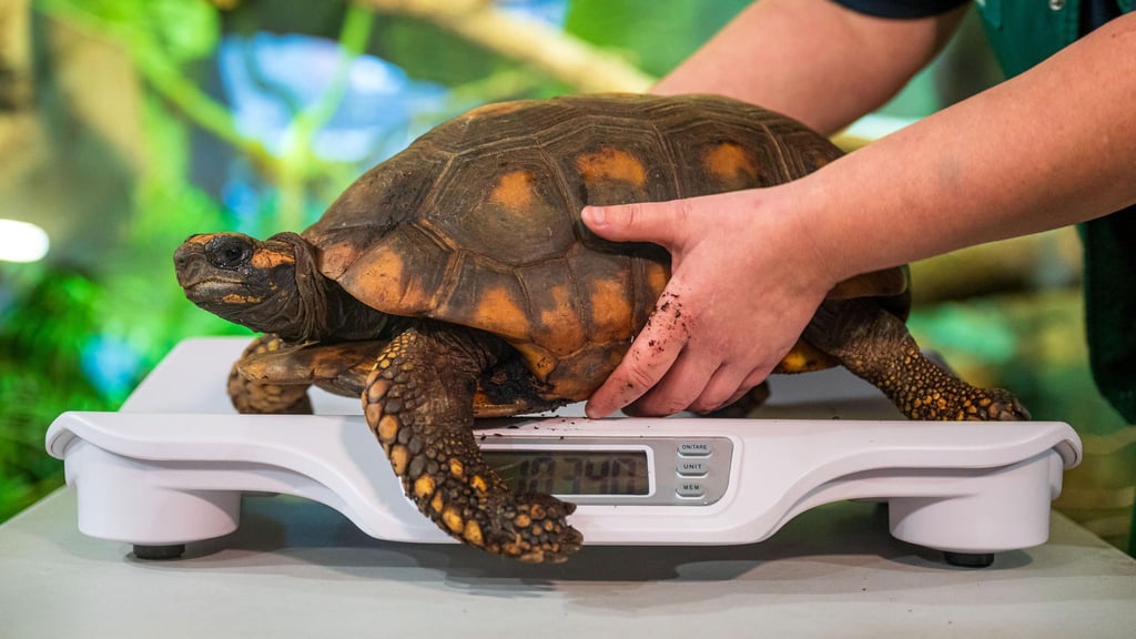 Eine Köhlerschildkröte aus dem Zoo am Meer wird von einer Pflegerin gewogen.
