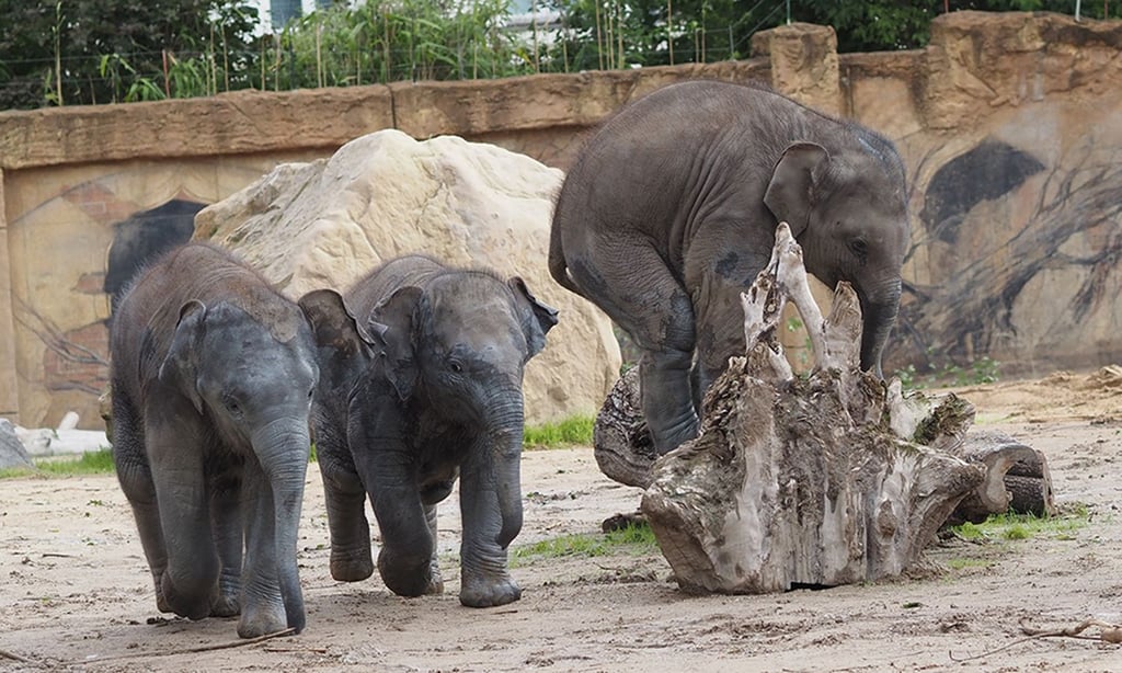 Die Elefantenherde im Leipziger Zoo.
