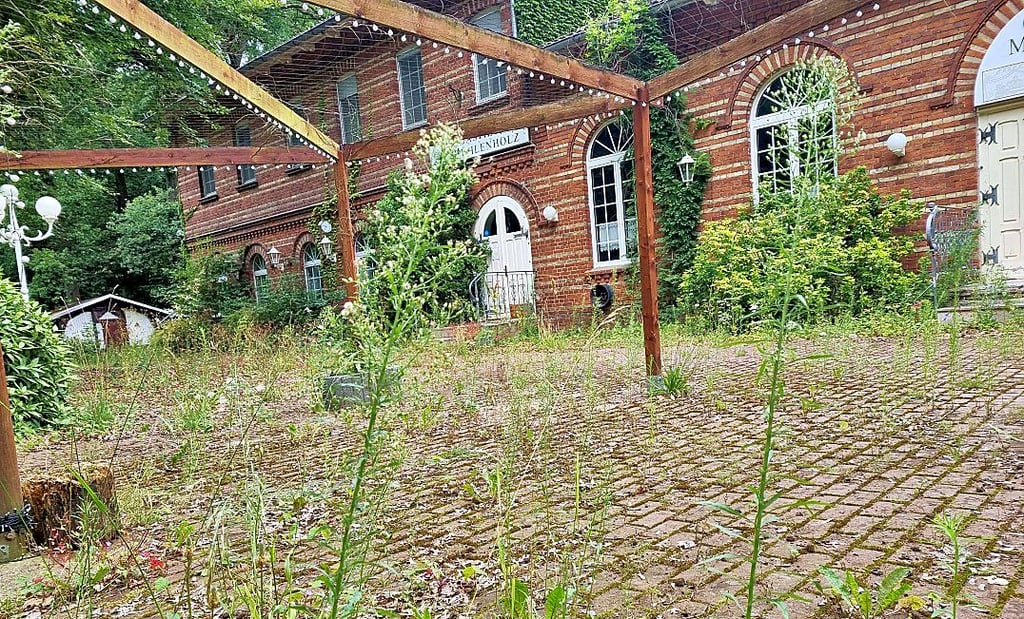 Traurig, aber wahr. Immer höher räkelt sich der wilde Bewuchs im ehemaligen Biergarten des Gasthauses Mühlenholz in Havelberg.