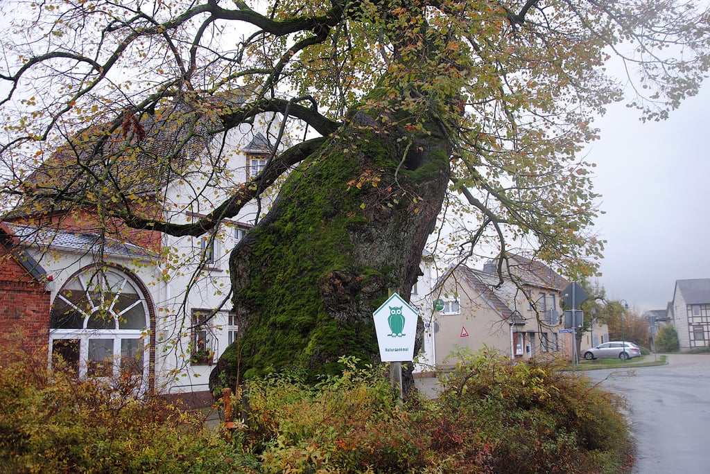 Die jahrhundertealte Linde in der Jübarer Dorfmitte befindet sich in einem statisch bedenklichen Zustand und muss stabilisiert werden. Ende nächster Woche plant der Altmarkkreis entsprechende Maßnahmen.