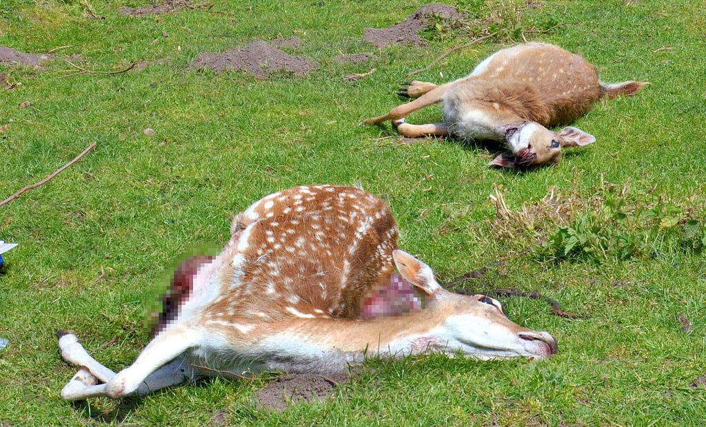 Insgesamt zwölf Tiere hat der Wolf GW2511m in einem Damwildgatter in Jeetze gerissen, darunter auch trächtige Tiere sowie Kälber aus dem vergangenen Jahr.