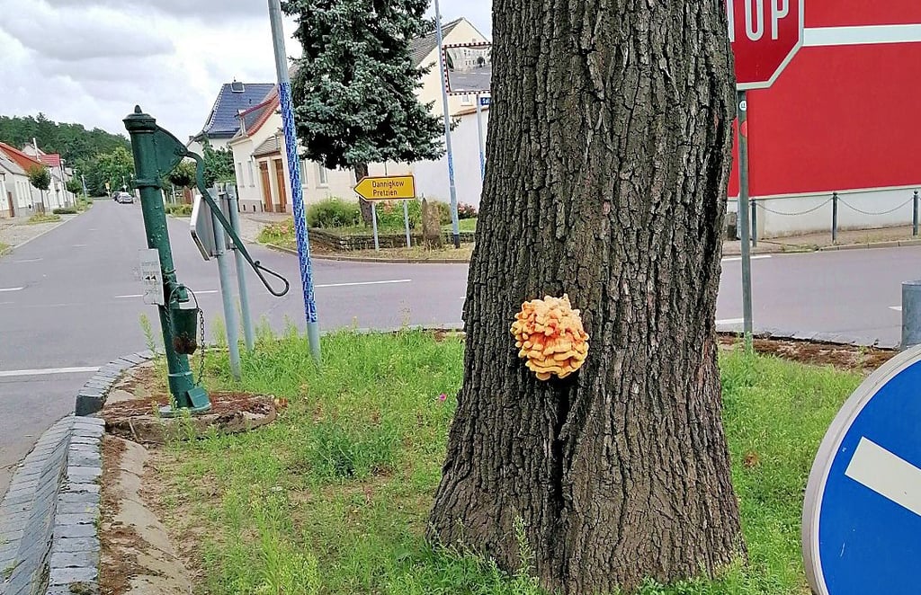 An der Kreuzung Magdeburger Straße / Salzstraße hat sich an der Eiche ein Gemeiner Schwefelporling gebildet.