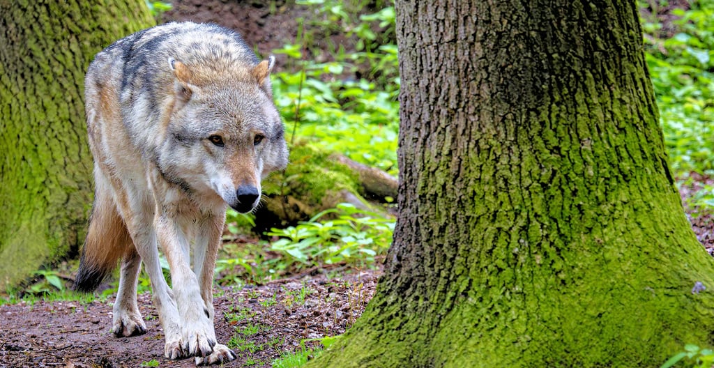 Mit einer DNA-Analyse konnte bestimmt werden, dass tatsächlich ein Wolf die Tiere in einem Damwildgehege in Jeetze gerissen hat. Sogar das Individuum konnte bestimmt werden.