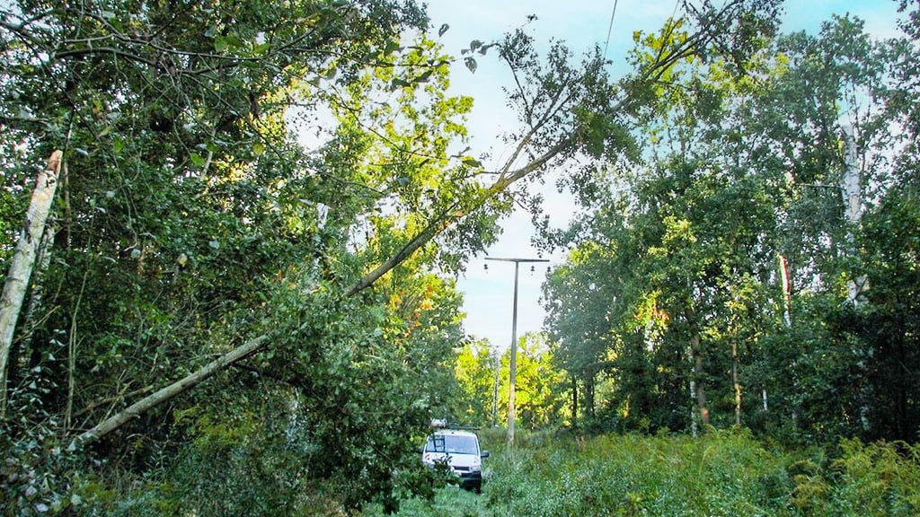Immer wieder sorgten auf die alten Leitungen umgestürzte Bäume für Stromausfälle, wie hier zwischen Schlaitz und Burgkemnitz.