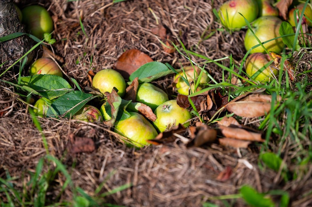 Herabgefallene Äpfel liegen unter einem Baum auf einer Plantage.
