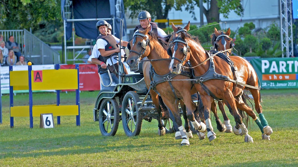 Die spektakulären Hindernisfahrten gibt es auch beim diesjährigen Pferdefestival in Aschersleben.