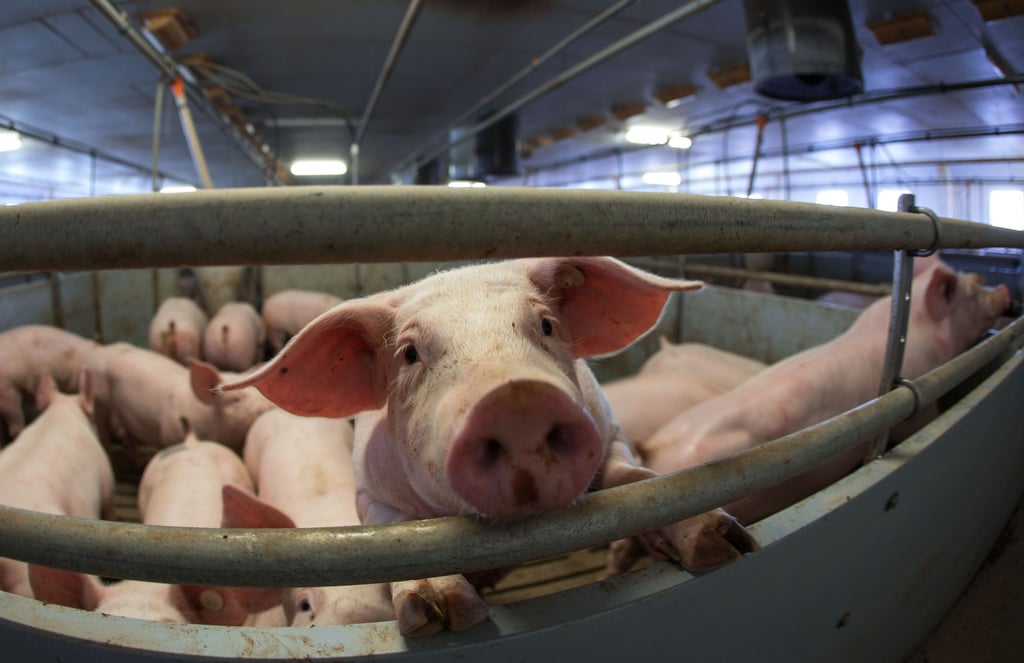 238 Betriebe - gewerbliche Nutztierhalter und Kleinsthalter - im Landkreis Harz halten Schweine.