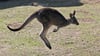 Hüpft ein Känguru durch die Wälder nördlich von Berlin? Videoaufnahmen zeigen wahrscheinlich ein Rotnacken-Wallaby.&nbsp;