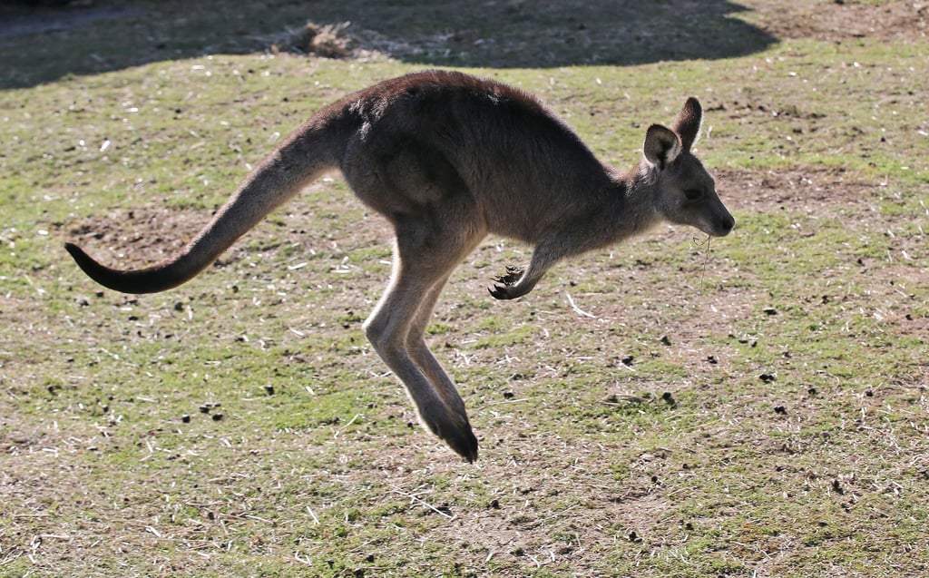 Hüpft ein Känguru durch die Wälder nördlich von Berlin? Videoaufnahmen zeigen wahrscheinlich ein Rotnacken-Wallaby.