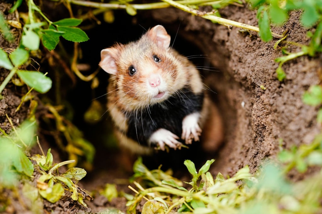 Ein Feldhamster im Eingang seines Baus: Die braun-weißen Nagetiere sind vom Aussterben bedroht.