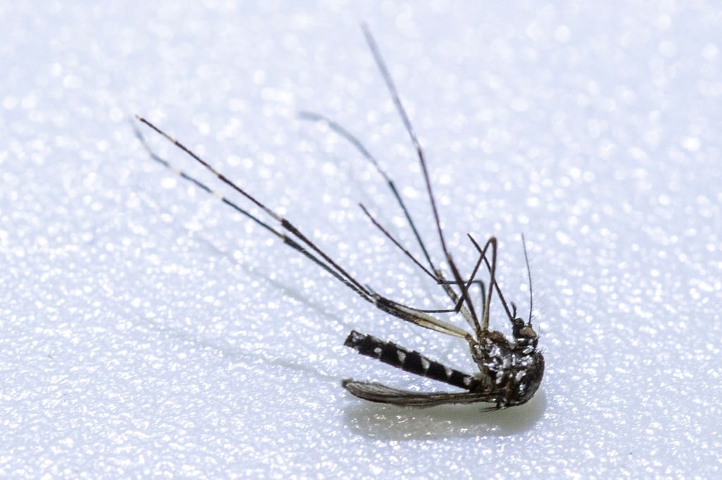 Die Asiatische Tigermücke ist eine zwischen zwei und zehn Millimeter große, auffällig schwarz-weiß gemusterte Stechmücke.