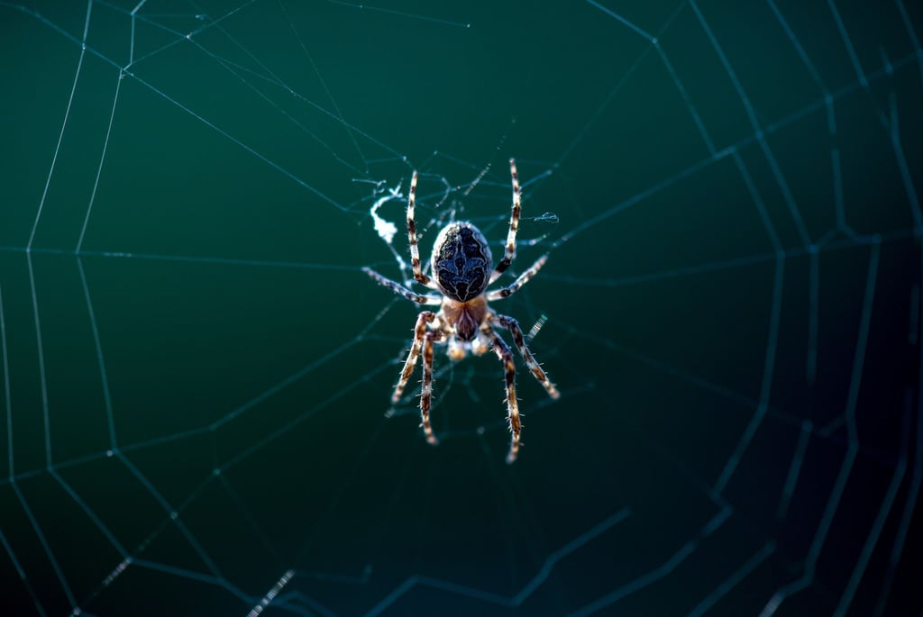 Eine Spinne hängt im Morgenlicht der Sonne in ihrem Netz.