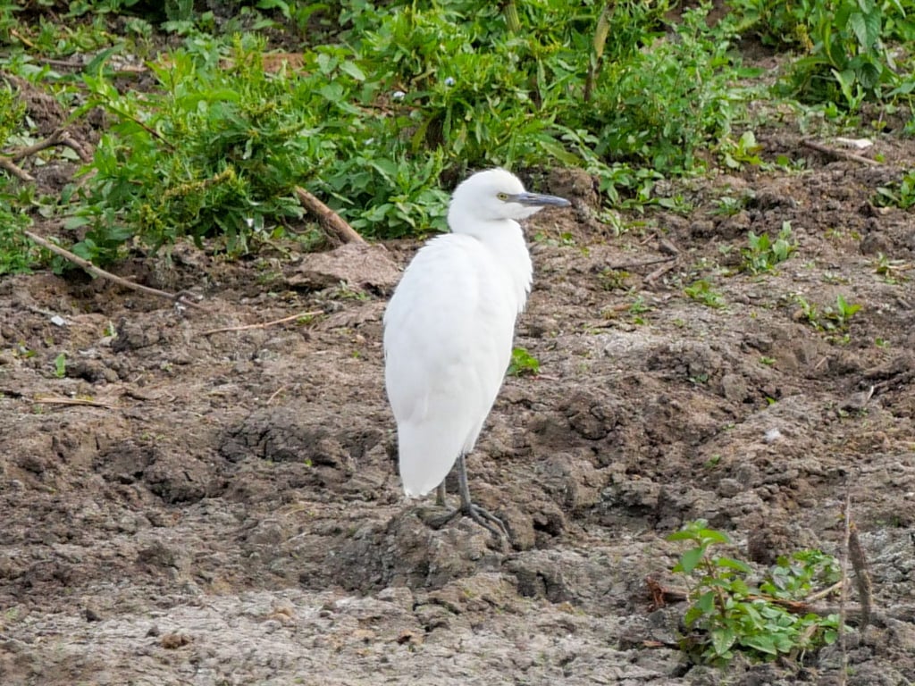 Ein Kuhreiher steht auf einem Feld am Altmühlsee in Mittelfranken. Nach Angaben des Landesbunds für Vogel- und Naturschutz brütet die Vogelart erstmals in Deutschland.