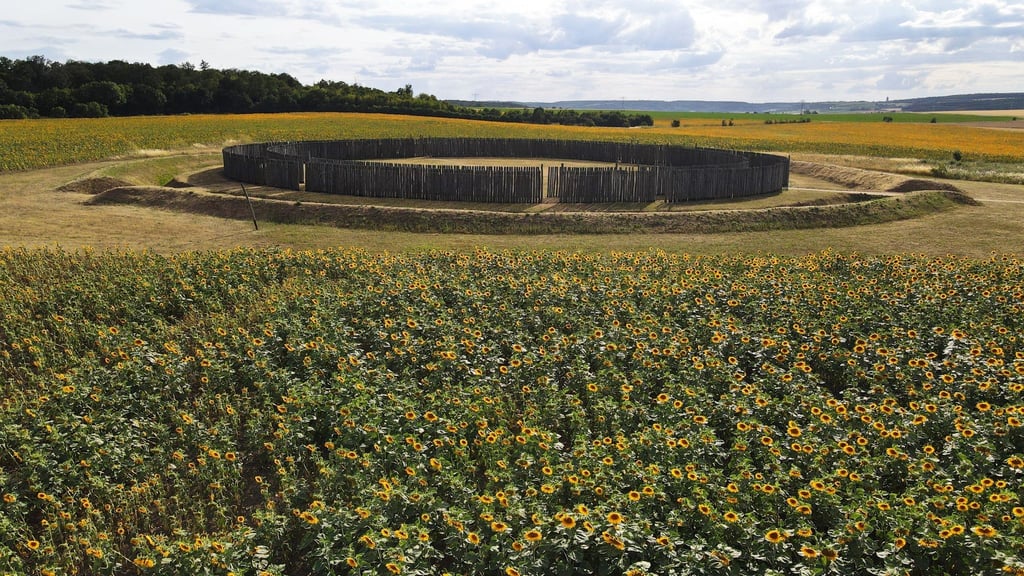 Blick auf die Kreisgrabenanlage des bei Touristen beliebten Sonnenobservatoriums Goseck mitten in einem Feld mit Sonnenblumen.