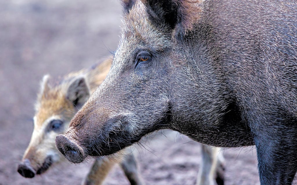 Ab September kommen die Wildschweine von den dann abgeernteten Feldern zurück in die Stadt. Der Stadtjäger ist gewappnet.
